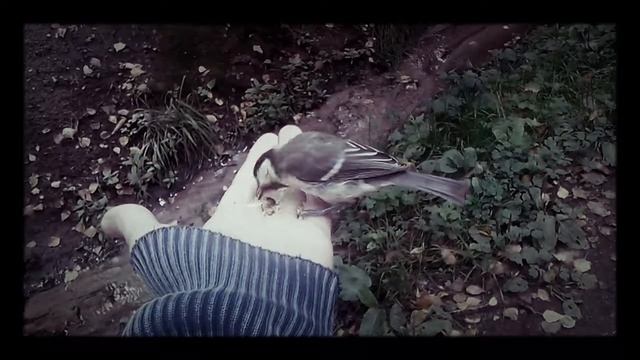 Синицы едят с рук смотреть онлайн
