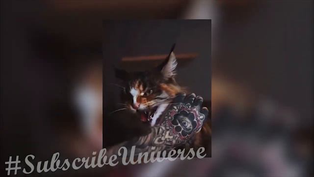 Смешные животные 2021 Инставайны котики тест на психику приколы с котами funny cats смотреть онлайн