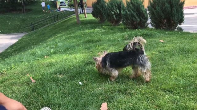 Игры с йорком на улице - команда "Принеси" смотреть онлайн