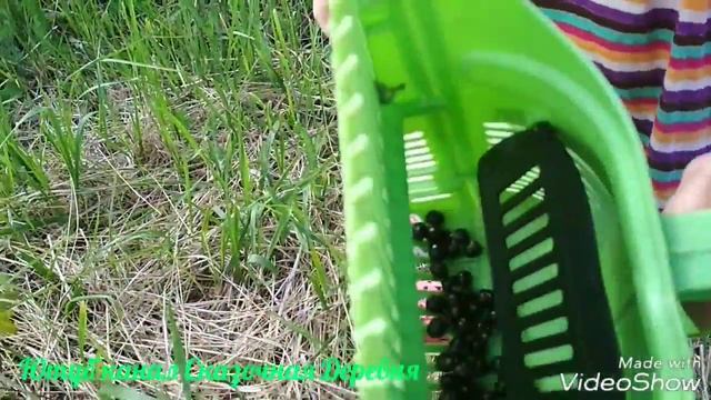 Как быстро собрать смородину и другую ягоду. смотреть онлайн