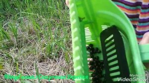 Как быстро собрать смородину и другую ягоду.