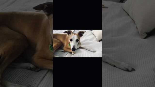 I can’t stop listening to this!!!! 🥺🐕 смотреть онлайн