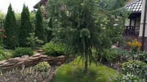 Хвойные растения в ландшафтном дизайне