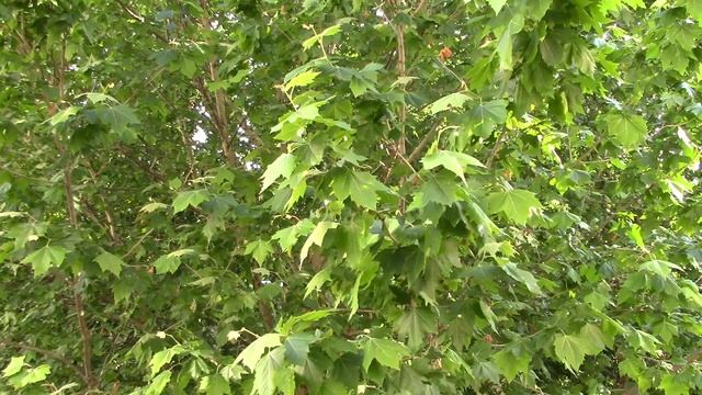 Футаж - Платан, звук - скворец, пение птиц. Footage - of a plane tree. смотреть онлайн