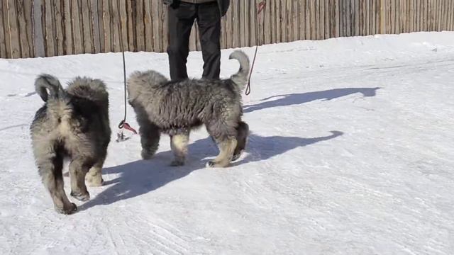 Питомник кавказских овчарок "Русская Провинция" смотреть онлайн