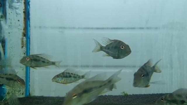 Geophagus mirabilis смотреть онлайн