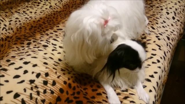 Японский хин играет. Поведение японского хина смотреть онлайн