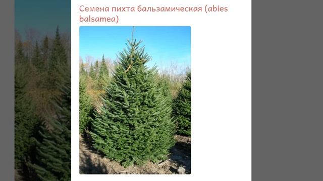 Пихта бальзамическая (abies balsamea) смотреть онлайн