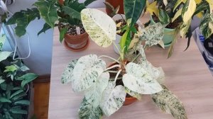 ВАРИЕГАТНЫЕ ФИЛОДЕНДРОНЫ  / ОБЗОР МОЕЙ КОЛЛЕКЦИИ