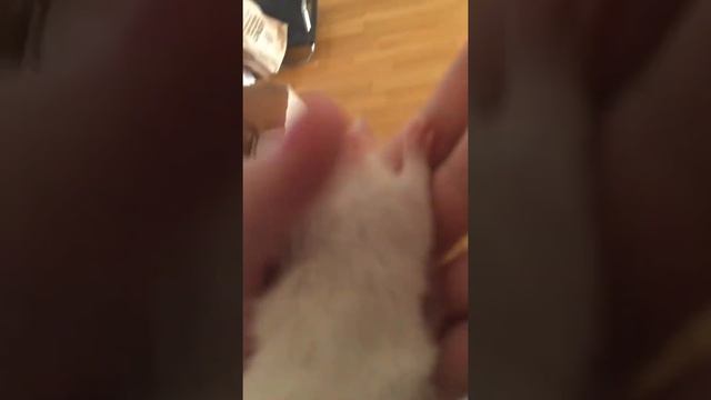 Купила крысу!!!мой новый смысл жить/мама не знает... смотреть онлайн