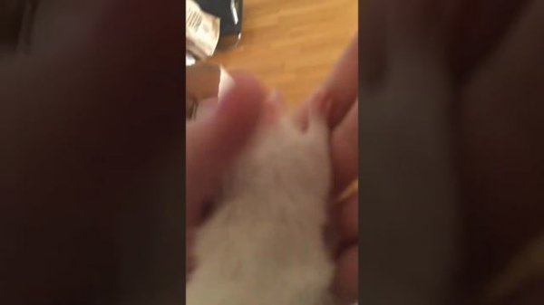 Купила крысу!!!мой новый смысл жить/мама не знает...