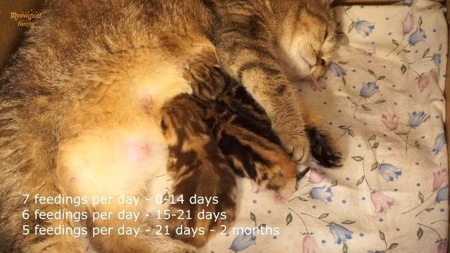 ✔️ How much and how often should I feed a newborn kitten? смотреть онлайн