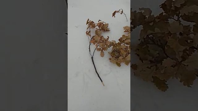 зимний Ирбит! Посадки "Дуба Черешчатого". Название получил за длинный черешок жёлудя! смотреть онлайн