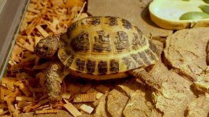 Террариум или контейнер для среднеазиатской черепахи. Как обустроить террариум для черепахи