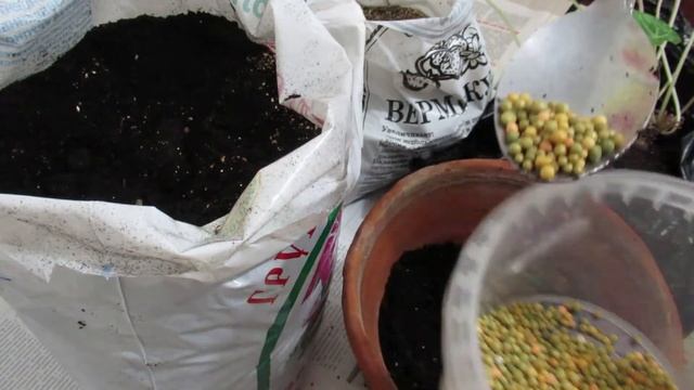 #цикламен Пересадка цикламена #комнатныерастения смотреть онлайн