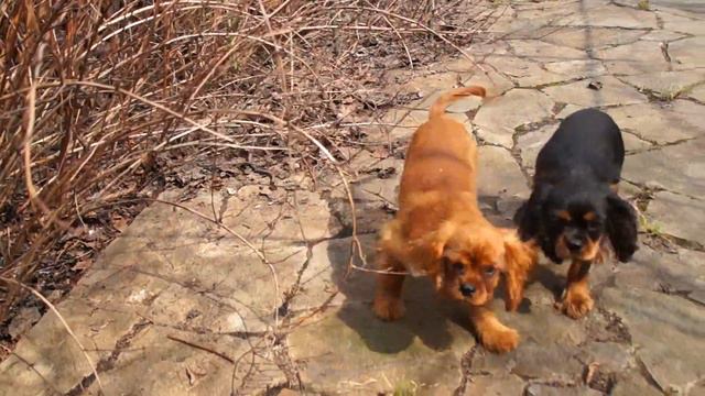 Денвер и Фокс