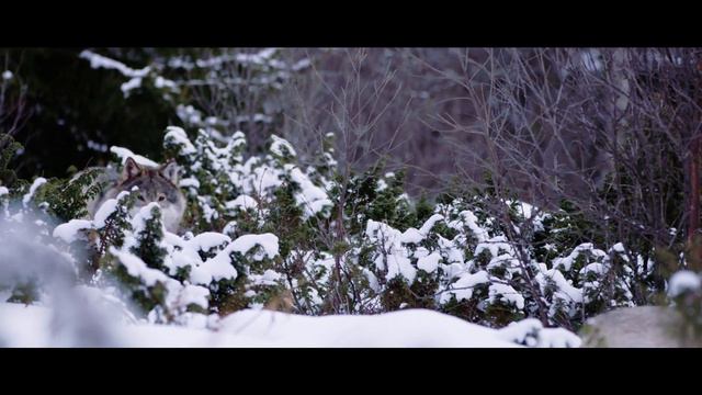 The Rocky Road to Wolf Management | Serve the Land смотреть онлайн