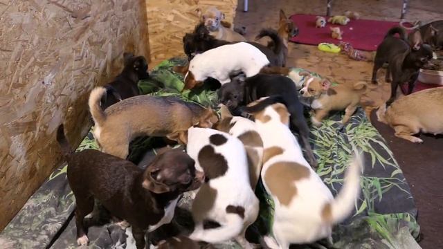 #чихуахуа ПРОДАЮ щенков с крепкой ЗДОРОВОЙ психикой 02.04.23 #купитьчихуахуа +7 921 595 08 48 смотреть онлайн