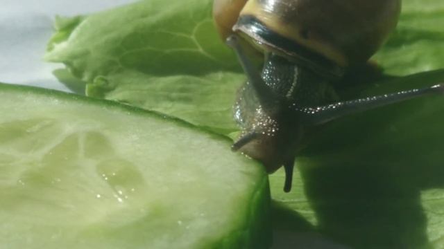 Как кусается улитка и смертелен ли её укус интересные факты про улиток смотреть онлайн