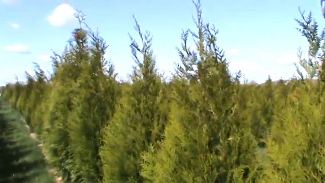 6-7' Spring Grove смотреть онлайн