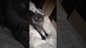 У домашнего кота также как у зайца #shorts #песня #кот #прикол