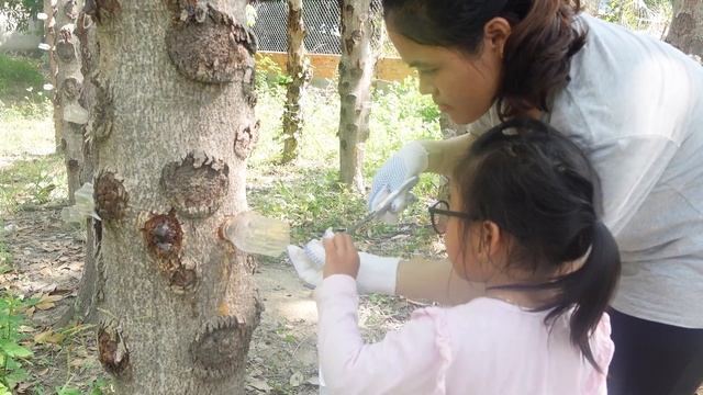 FULL VIDEO:159 DAYS GARDENING Harvesting SAPODILLA,LOTUS,RIVER LEAF CREEPER..Goes To The Market Sel смотреть онлайн