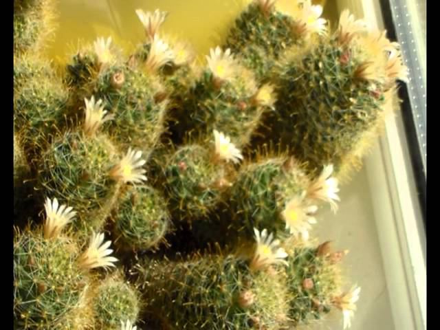 flowers of cactus смотреть онлайн
