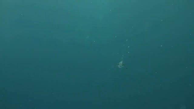 Без чайки над морем — не будет моря! Что Вы знаете о чайках! смотреть онлайн