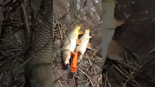 Рыбалка на Старом Тереке Дагестан.. смотреть онлайн