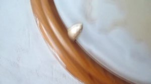 Как снять Плафон? Где заветная Пружинка? #5