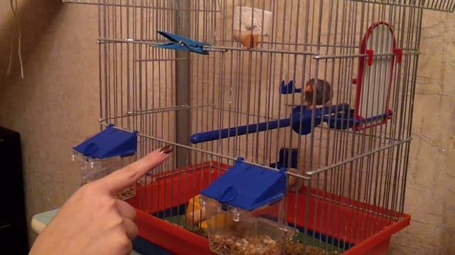 Бешеный амадин...) смотреть онлайн