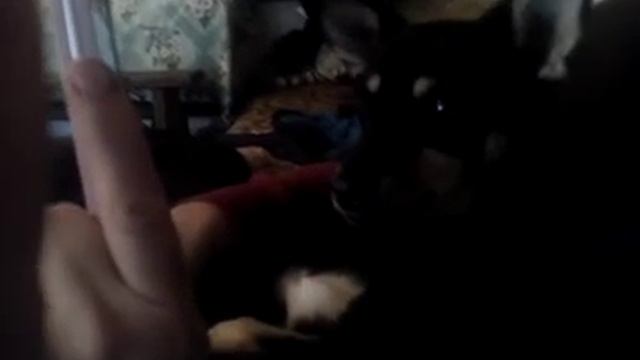 Редакция собаки на вой собак в телефоне смотреть онлайн