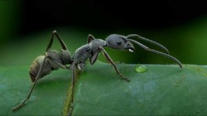 звуки муравьёв #звук