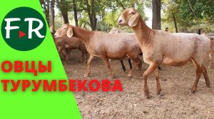 Овцы Тимура Турумбекова  Гиссары, или арашаны Кыргызстан