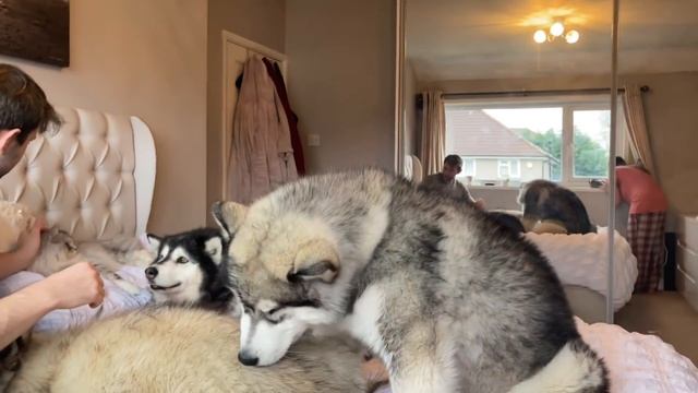 Our Morning Routine With 3 Giant Dogs A Cat And A Baby!! (So Much Fluff!!) смотреть онлайн
