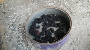 Кормление диких певчих птиц. Зелёное разнотравье.