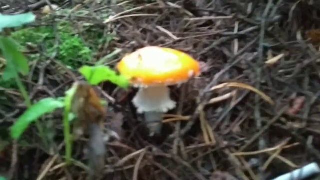 В лес за досками и опять гиблое место. смотреть онлайн