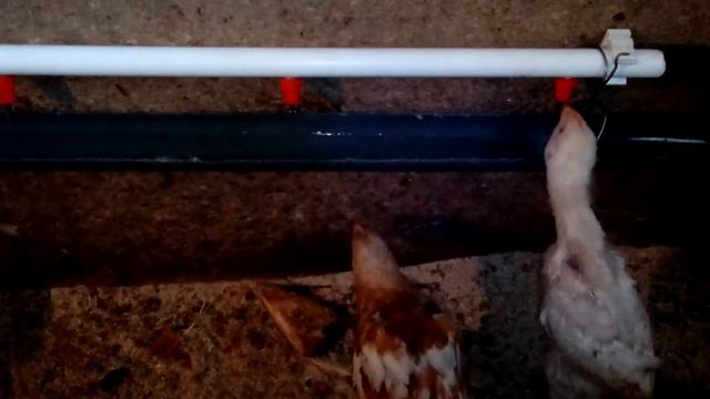ниппельная поилка для цыплят своими руками смотреть онлайн