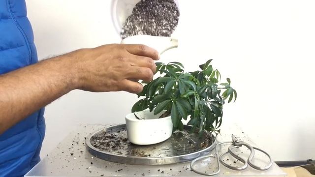 Dwarf Umbrella Tree, Schefflera Arboricola, Cutting’s First Styling, Part 1, Feb2022