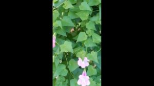 цветение Азарины лазающей #Shorts.