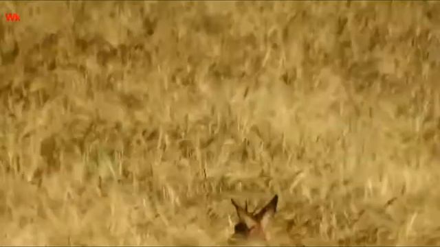 Rehe zwischen ... смотреть онлайн