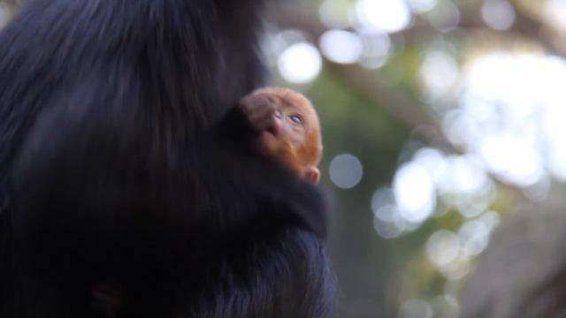 Meet Embe! Our female Langur born at Taronga смотреть онлайн