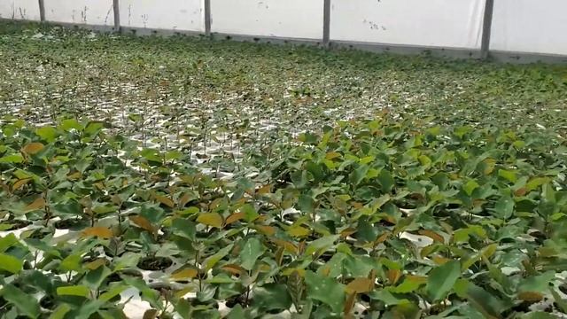 Saskatoon berry (Amelanchier alnifolia) propagation at Tree Time Greenhouses June 10, 2022 смотреть онлайн