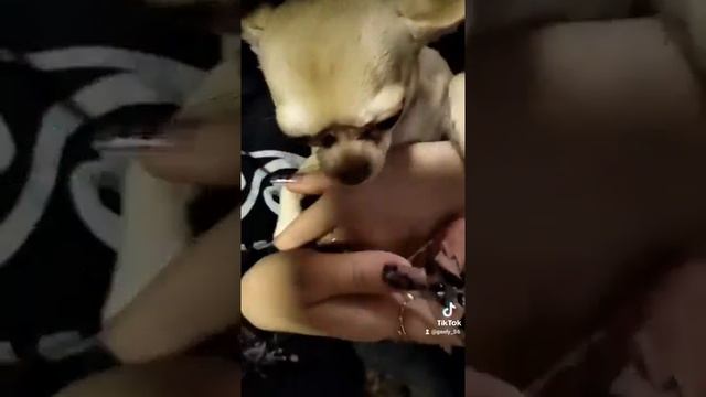Стрижка когтей чихуахуа смотреть онлайн