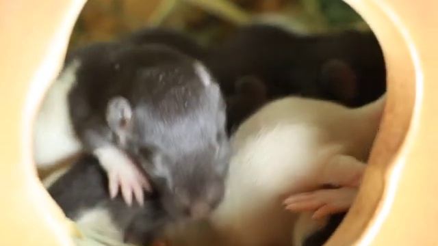 Все О Домашних Животных: И Снова Крысы смотреть онлайн