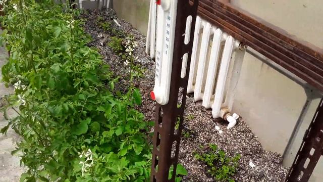 Древовидный пион. Цветение. Своя Морковь в начале Мая. Обзор теплиц./ Открытый грунт / 5 мая смотреть онлайн