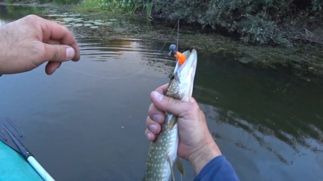 Рыбалка на Ишиме . Ловля хищника на спиннинг . Вот это я попал на раздачу хищника . смотреть онлайн