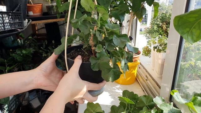 Обрезка плющелистной пеларгонии ближе к осени. смотреть онлайн