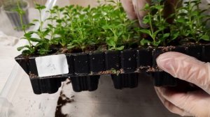 Бакопа и все о ней. Черенкование бакопы.