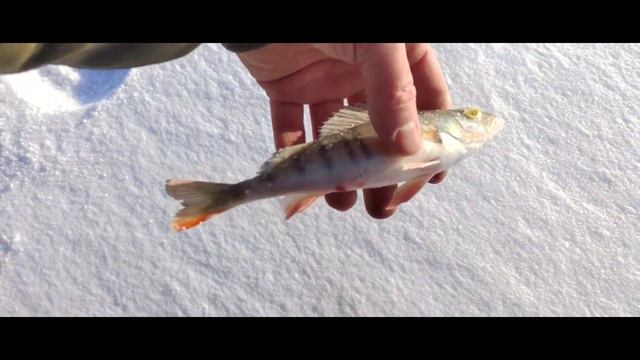 С ДРУГОМ НА ЗИМНЕЙ РЫБАЛКЕ/КРАСНОЯРСКОЕ ВОДОХРАНИЛИЩЕ /МОРЕ/ГЭС/ смотреть онлайн
